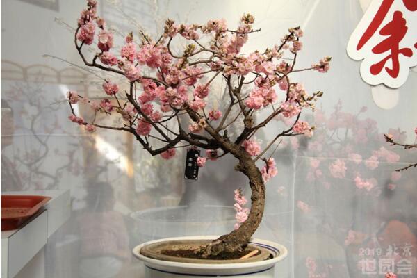 梅花冬天多久澆水一次,10天左右澆水一次即可