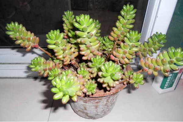 虹之玉和玉米石的區別,高度、花朵、習性、分布不同
