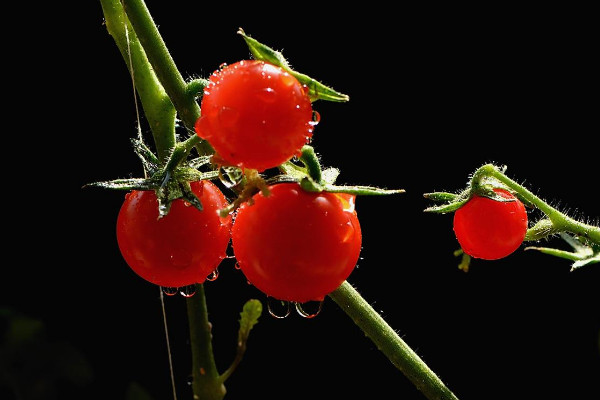 盆栽櫻桃樹怎么養(yǎng),盆栽過程中修剪樹形促花促果