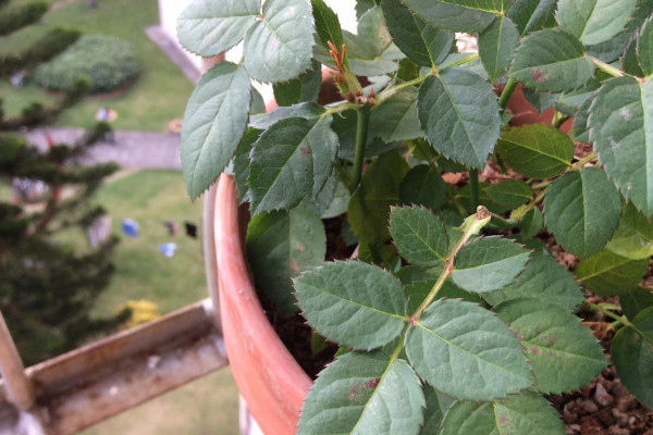 玫瑰花葉子黃了怎么辦,調節水分/改善光照和溫度
