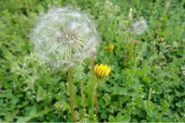 如何種植蒲公英,可以通過以下4步來進行