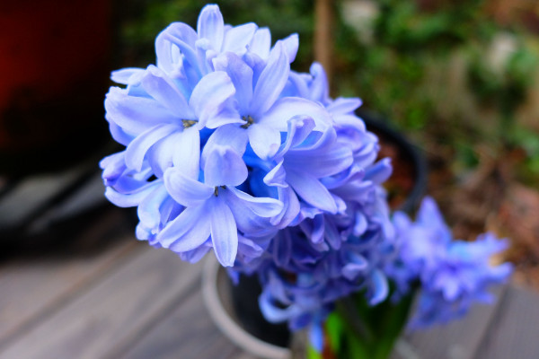 風信子花謝了怎么處理,在沙土中保存種球