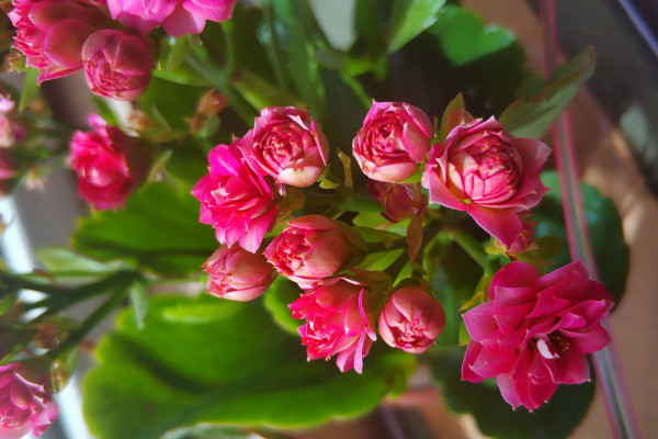 長壽花開花妙招,修剪施肥/通風增光/適當控溫