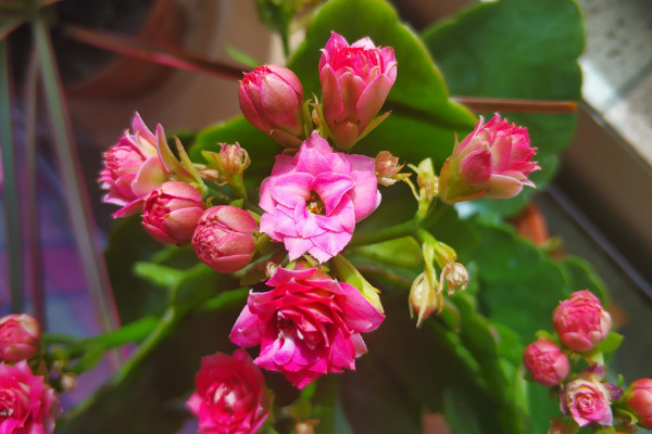 長壽花開花妙招,修剪施肥/通風增光/適當控溫