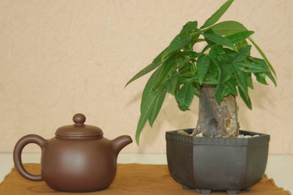 發財樹冬季怎么養護,控溫控水/增加光照/修剪通風