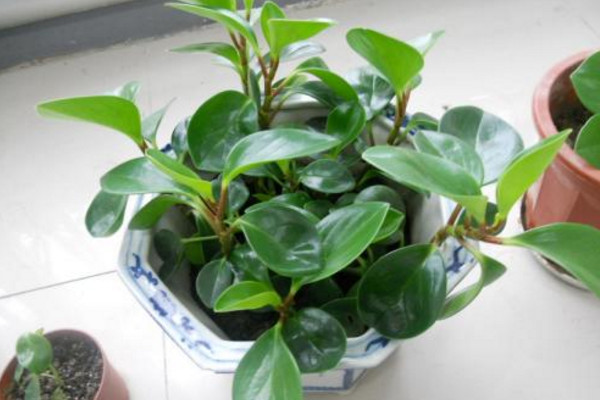 碧玉花怎么養,5步教你養好碧玉花