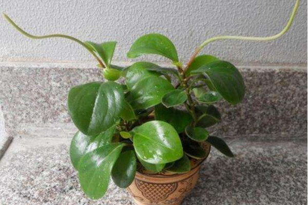 碧玉花怎么養,5步教你養好碧玉花