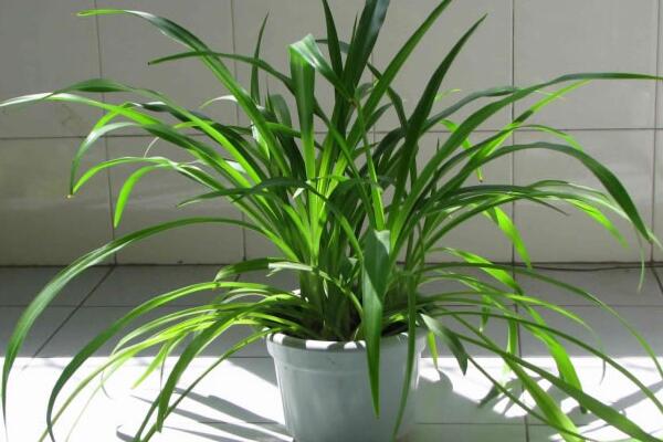 吊蘭開(kāi)花嗎,它的花期在每年的5月