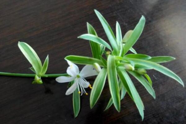 吊蘭開(kāi)花嗎,它的花期在每年的5月