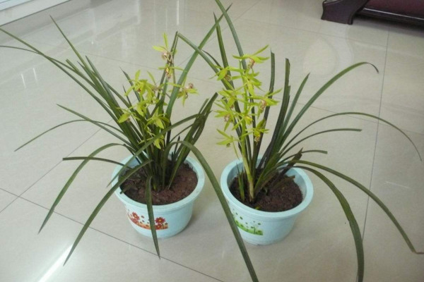 蘭草花怎么養殖,通過以下5步來進行