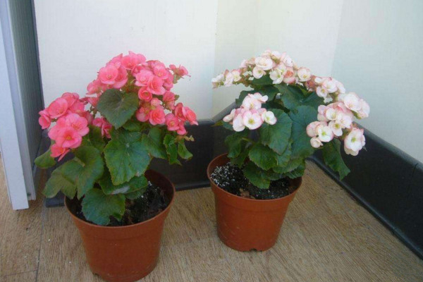 麗格海棠開完花后怎么處理,及時修剪并補充養分