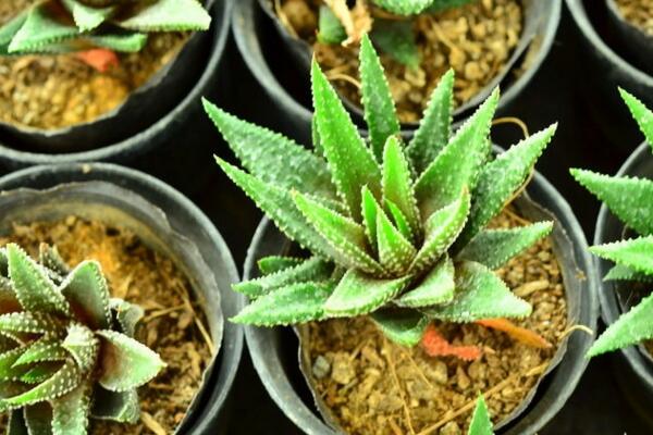 蘆薈移盆要注意什么,提前準備并修剪根系
