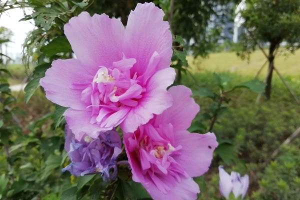 盆栽木槿花的剪枝方法,可以通過以下4步來完成