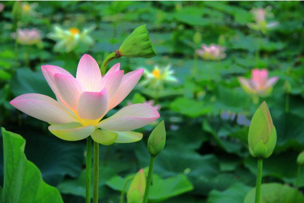 水生植物怎么養,保證光照、水分充足