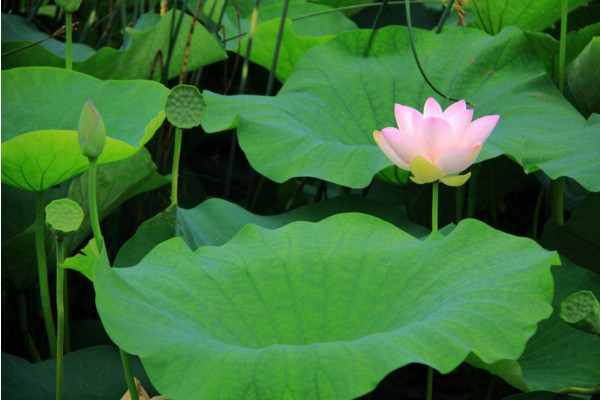 水生植物怎么養,保證光照、水分充足
