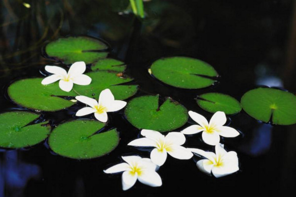 水生植物怎么養,保證光照、水分充足