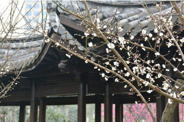 梅花的越冬管理,做好保暖措施并加強(qiáng)光照