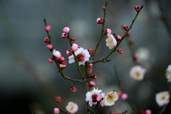 梅花的越冬管理,做好保暖措施并加強(qiáng)光照