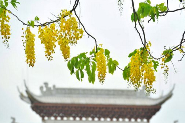 臘腸樹的養殖方法和注意事項,疏松肥沃的沙質土壤