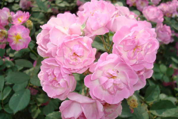 黃薔薇花語是什么，象征著永恒的微笑