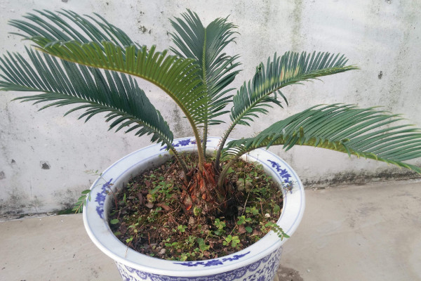 鐵樹養(yǎng)殖方法和注意事項,澆水保證盆土見干見濕