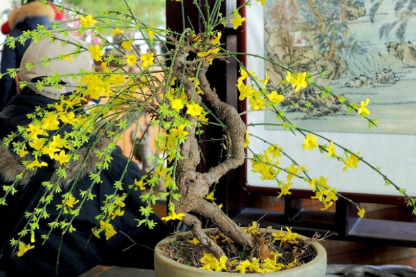 冬季養(yǎng)花注意事項(xiàng),水肥灌溉不可過(guò)量