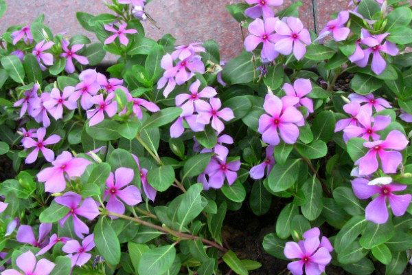 長(zhǎng)春花葉子蔫了怎么辦,調(diào)節(jié)水分/施肥殺菌除蟲
