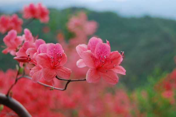 映山紅什么時候移栽好,清明節(jié)前后最佳