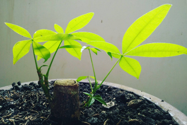 發(fā)財(cái)樹繁殖方式,播種/扦插/分株/嫁接繁殖等