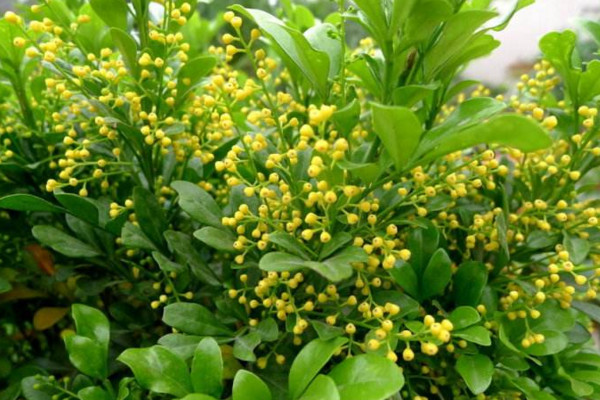 米仔蘭怎么養(yǎng),疏松肥沃的微酸性土壤養(yǎng)護(hù)