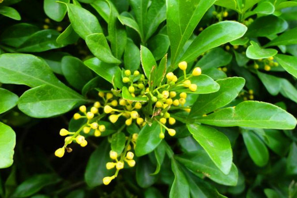 米仔蘭怎么養(yǎng),疏松肥沃的微酸性土壤養(yǎng)護(hù)