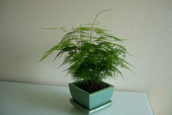 文竹施肥用什么肥料,文竹四季施肥要點(diǎn)
