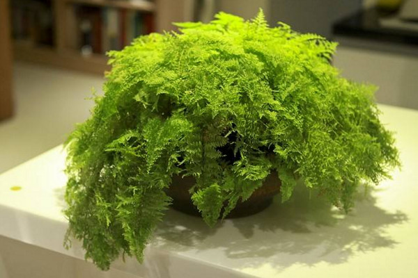 波士頓蕨的養殖方法,光照適宜并做好控溫措施