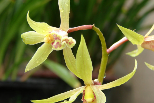 蕙蘭花期時間長嗎,3~5月開花(花期持續2~3個月)