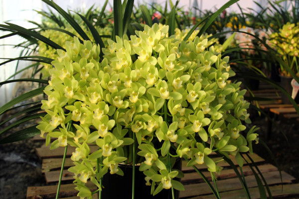 蕙蘭花期時間長嗎,3~5月開花(花期持續2~3個月)