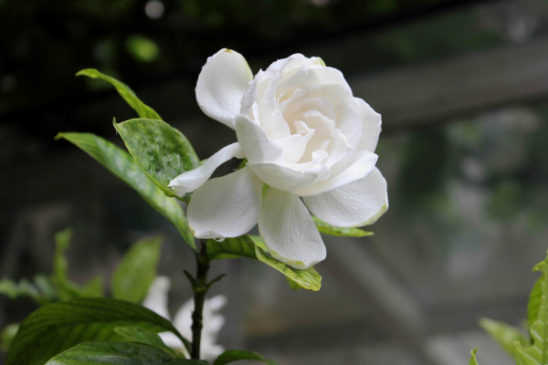 梔子花什么時候長花苞,每年4月左右開始生長