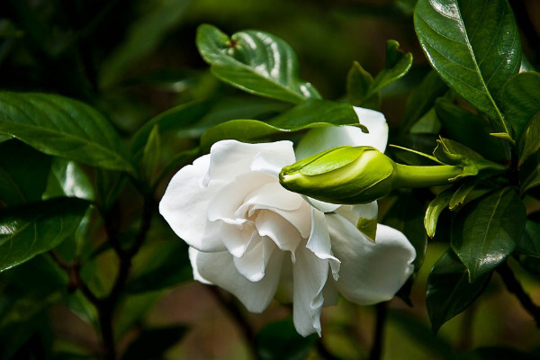 梔子花什么時候長花苞,每年4月左右開始生長