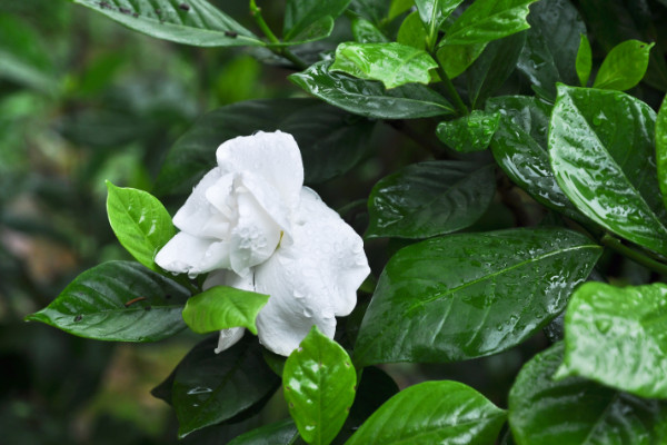 梔子花什么時候長花苞,每年4月左右開始生長