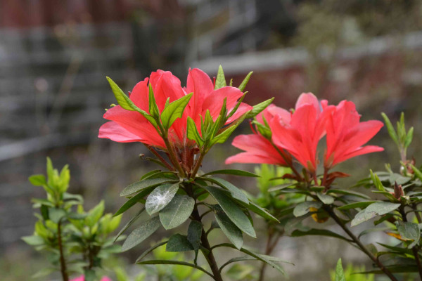 杜鵑花怎么修剪,花期前后疏葉剪殘花
