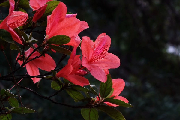 杜鵑花怎么修剪,花期前后疏葉剪殘花