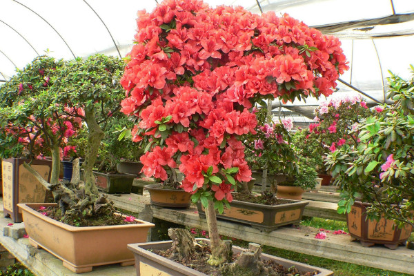 杜鵑花怎么修剪,花期前后疏葉剪殘花