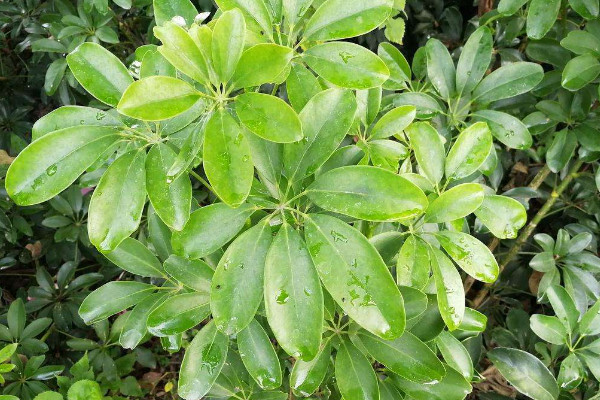 鵝掌柴掉葉子怎么辦,調節光照/控水追肥