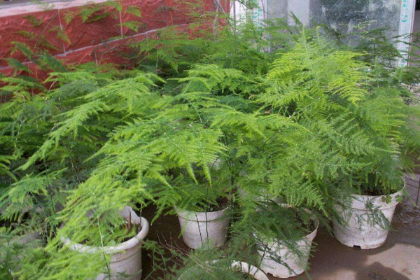 文竹黃了怎么辦,適當遮陰并控制肥水