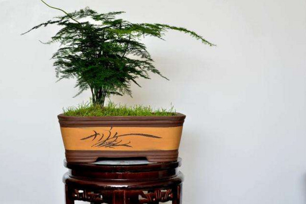 文竹黃了怎么辦,適當遮陰并控制肥水
