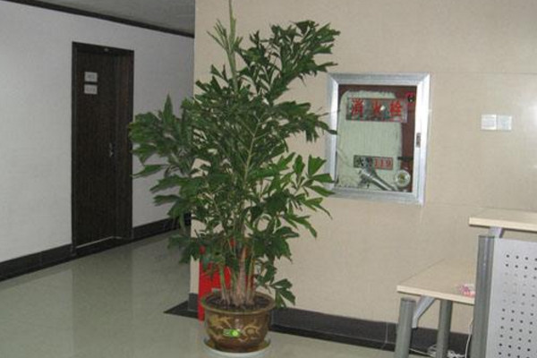 魚(yú)尾葵怎么養(yǎng),適宜的土壤以及充足的光照