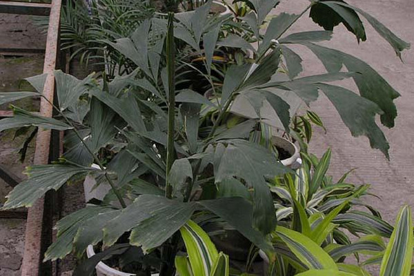 魚(yú)尾葵怎么養(yǎng),適宜的土壤以及充足的光照
