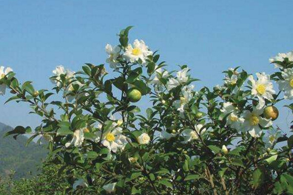 油茶樹的種植方法，可以通過(guò)以下5步進(jìn)行