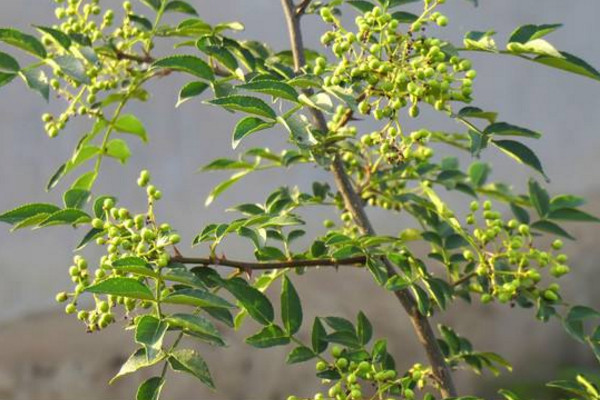 小花椒樹怎樣修剪,可以通過以下三步進行