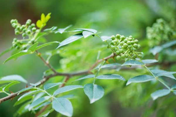 小花椒樹怎樣修剪,可以通過以下三步進行