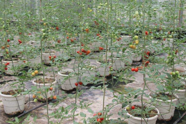 番茄的種植方法,可以通過以下4步進行